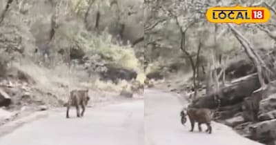 बच्चों को ले जाती बाघिन सुल्ताना