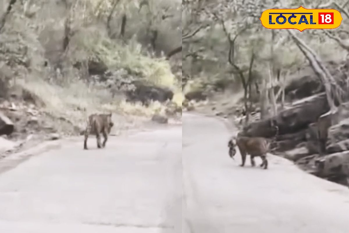 रणथंभौर का दिल छू लेने वाला वीडियो! बाघिन सुल्ताना मुंह में नवजात शावकों को दबाकर बदलती दिखी ठिकाना