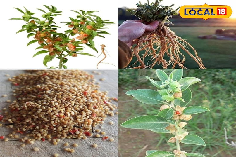 एग्रीकल्चर न्यूज़ एग्रीकल्चर न्यूज़