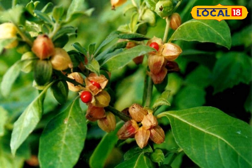 एग्रीकल्चर न्यूज़ एग्रीकल्चर न्यूज़