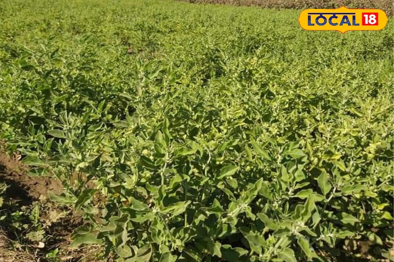 एग्रीकल्चर न्यूज़ एग्रीकल्चर न्यूज़