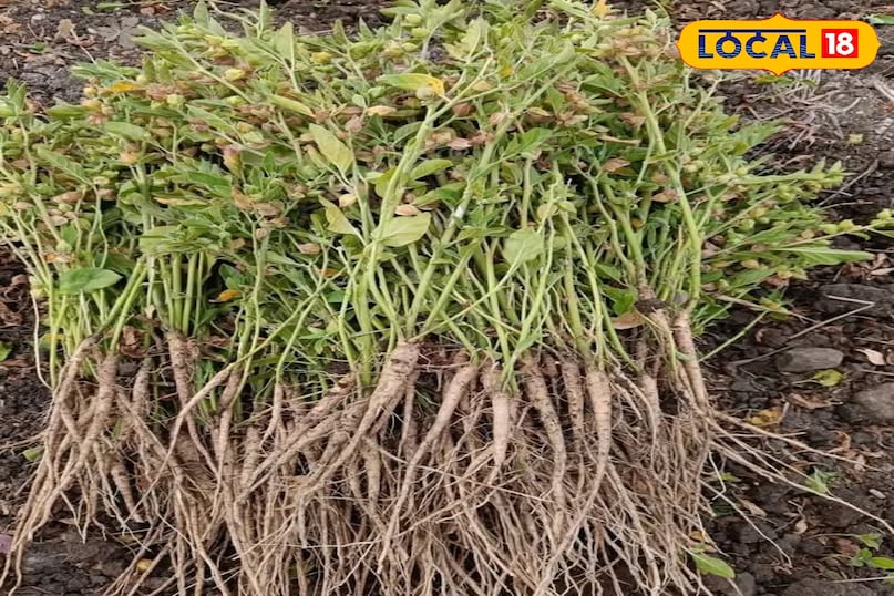 एग्रीकल्चर न्यूज़ एग्रीकल्चर न्यूज़