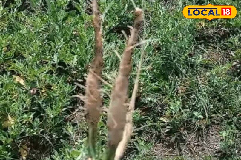 एग्रीकल्चर न्यूज़ एग्रीकल्चर न्यूज़