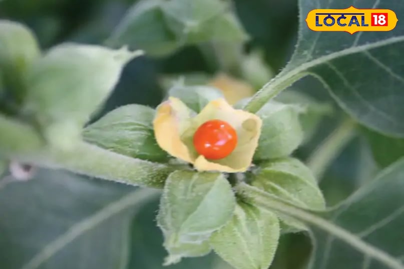 एग्रिकल्चर न्यूज़ एग्रिकल्चर न्यूज़