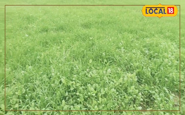 किसानों के लिए खुशखबरी गेहूं की ये खास किस्में देंगी दोगुना उत्पादन कम पानी और लागत भी कम