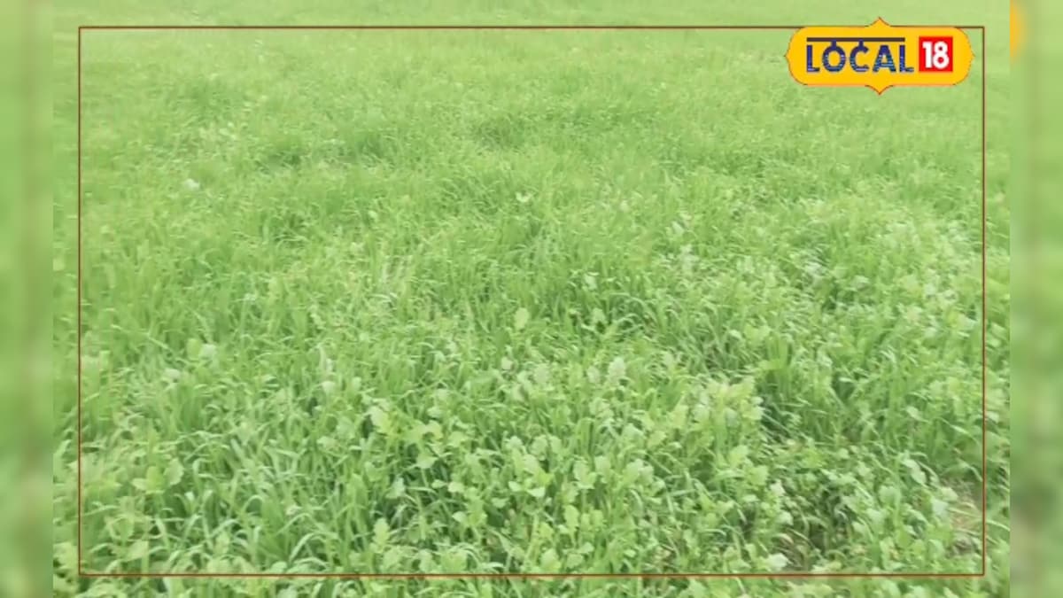 किसानों के लिए खुशखबरी, गेहूं की ये खास किस्में देंगी दोगुना उत्पादन, कम पानी और लागत भी कम