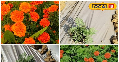 गेंदे की खेती में सावधानियां