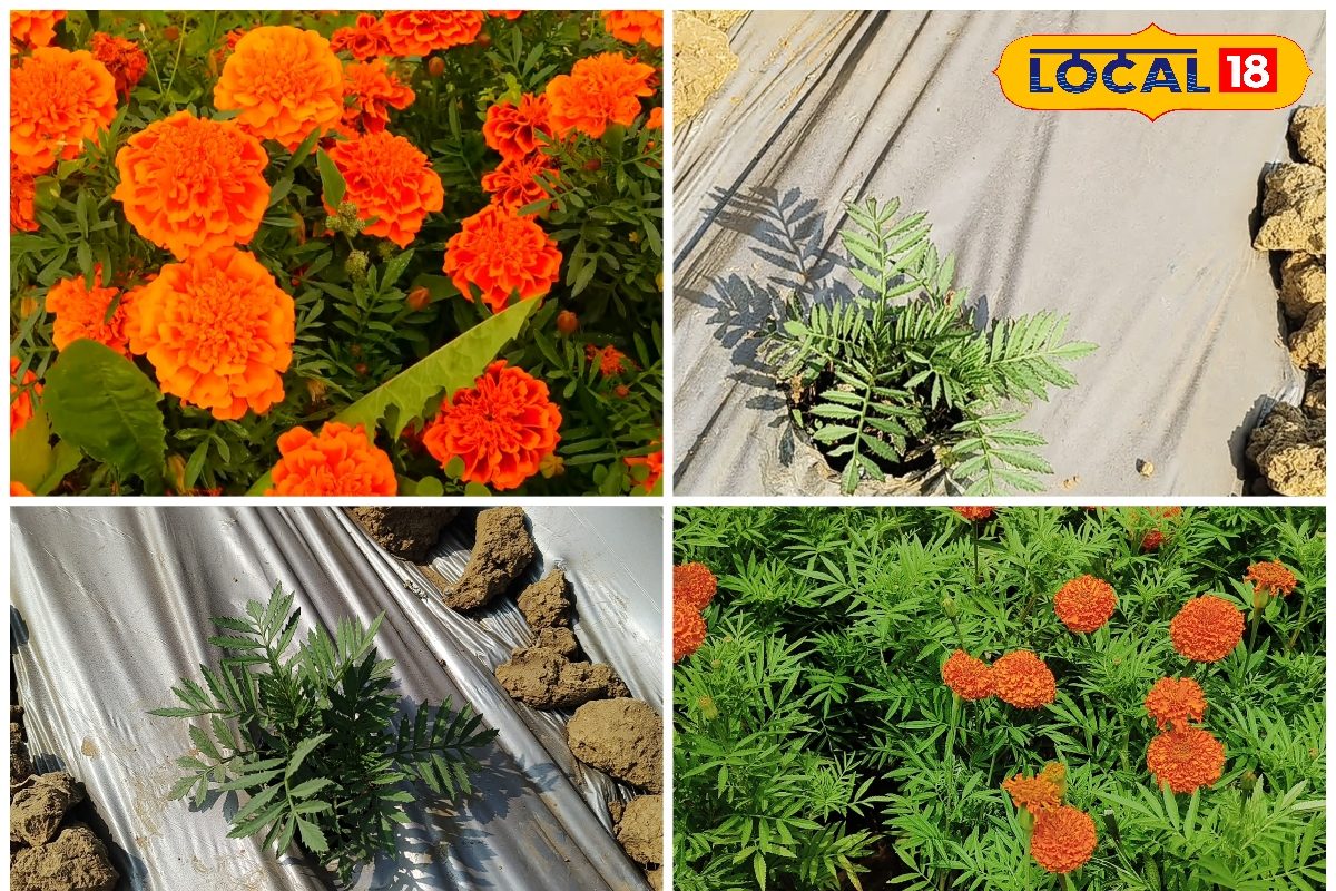 ठंड बढ़ते ही गेंदा खेती में खतरा इमामेक्टिन बेंजोएट से ऐसे बचाएं फूलों की पैदावार