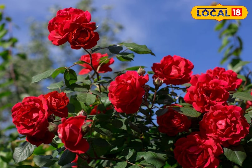 ठंड में गुलाब के पौधों का विशेष ध्यान देने की आवश्यकता होती है