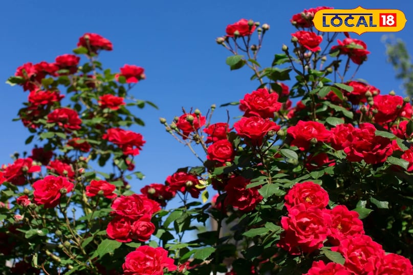 अगर आप भी ठंड में प्रतिदिन पानी दे रहे हैं तो सावधान जो जाए 