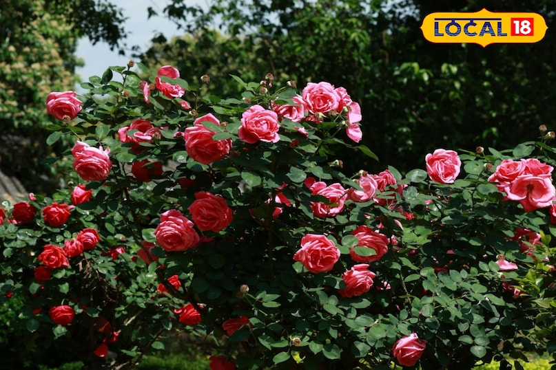 सरसों की खली का घोल 15–20 दिन में एक बार दें