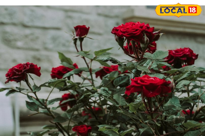 अगर आप भी समय-समय पर कटाई का कार्य करते हैं तो पौधे का विकास तेजी से होता है