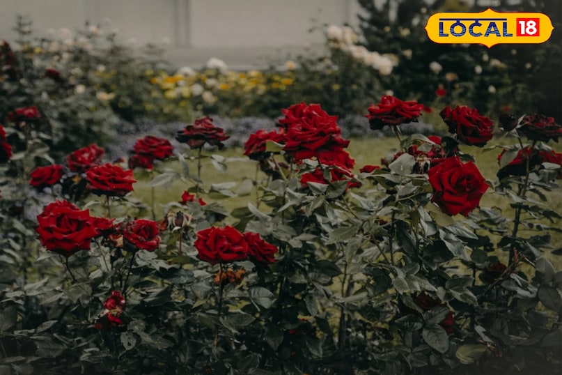 ठंड में पहले से बचाव के लिए निम्न उपाय किए जा सकते हैं। 