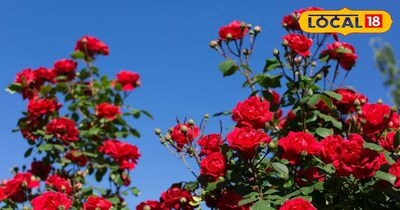 गुलाब का पेड़ 