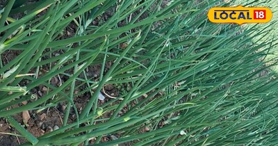 हरे प्याज के फायदे 