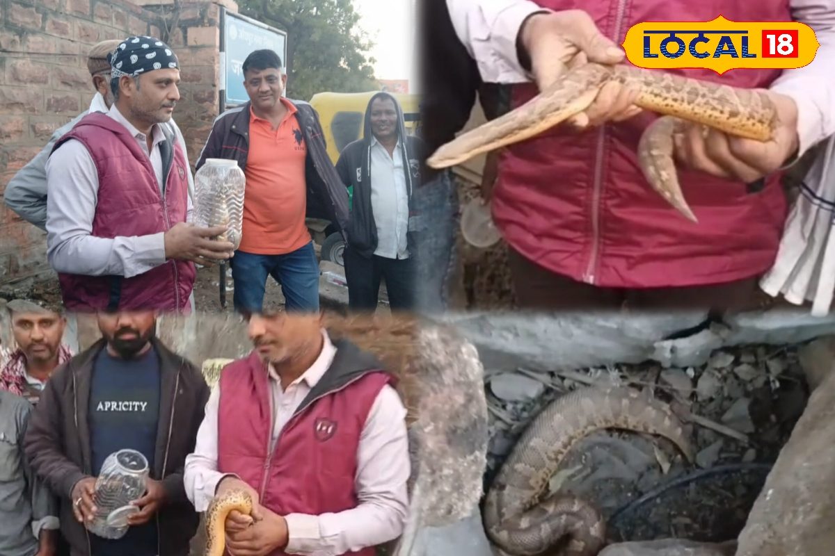 अजगर समझकर मच गई थी अफरा-तफरी! उम्मेद अस्पताल के बाहर टैक्सी स्टैंड पर निकला सैंड बोआ सांप