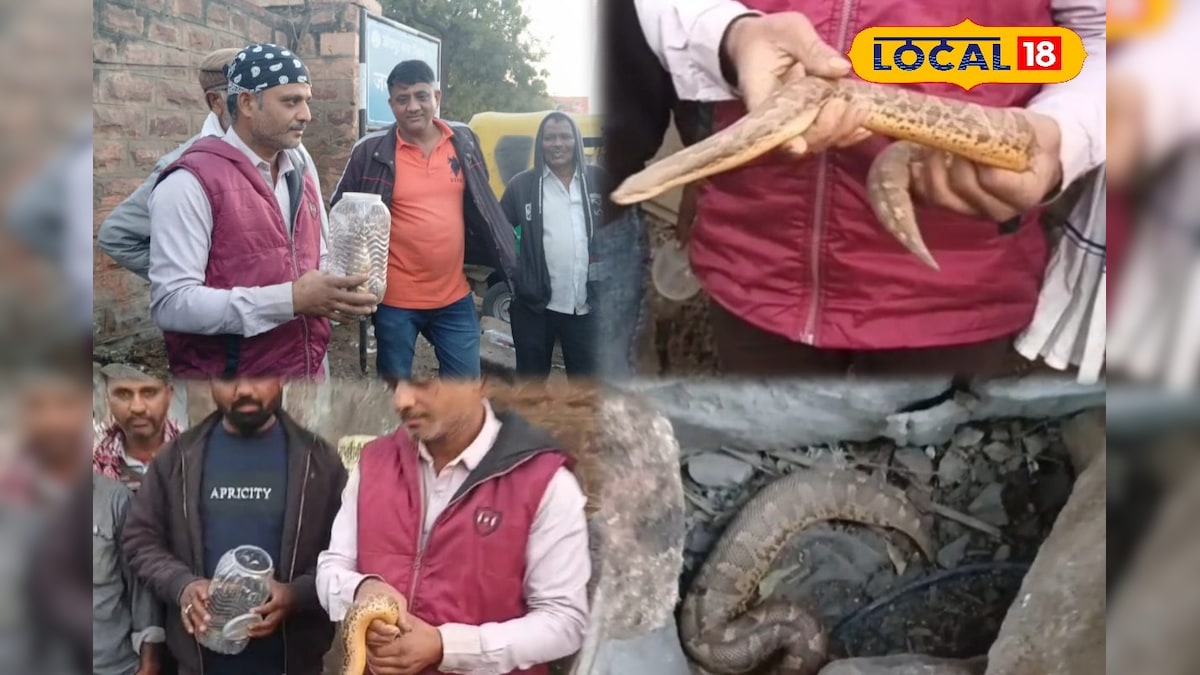 अजगर समझकर मच गई थी अफरा-तफरी! उम्मेद अस्पताल के बाहर टैक्सी स्टैंड पर निकला सैंड बोआ सांप