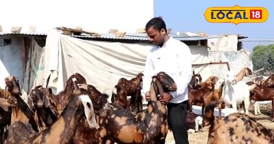 गोट फार्मिंग 