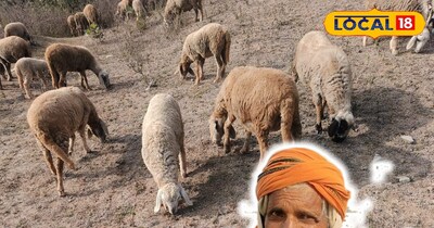 भेड़ पालन से अच्छी कमाई हो सकती है.