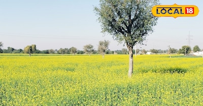 खेतों में लहरा रहा 'पीला सोना