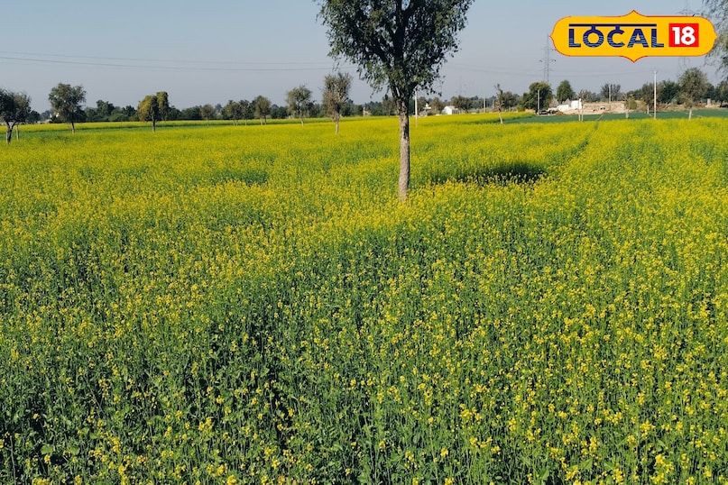 Sarson Flower Sarson Ki Kheti | Mustard Farming | Yellow Gold Mustard | Mustard Crop ...