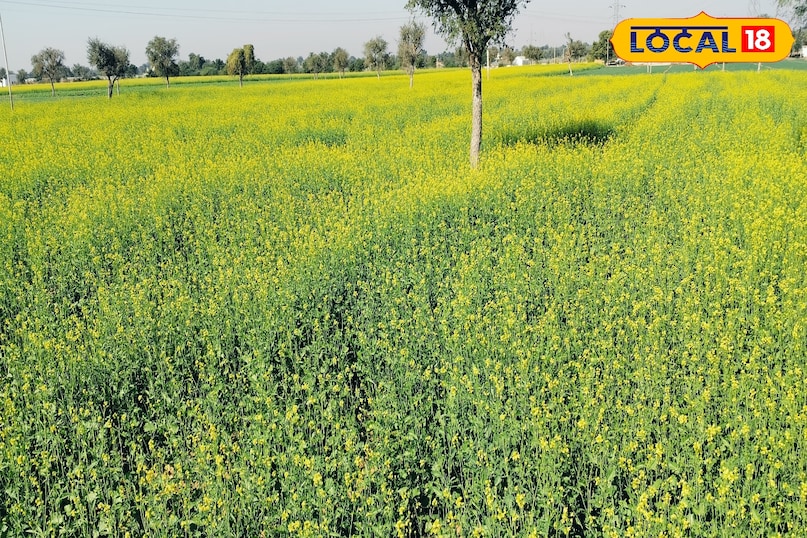 Sarson Flower Sarson Ki Kheti | Mustard Farming | Yellow Gold Mustard | Mustard Crop ...