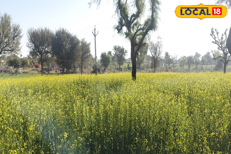 Sarson Flower Sarson Ki Kheti | Mustard Farming | Yellow Gold Mustard | Mustard Crop ...