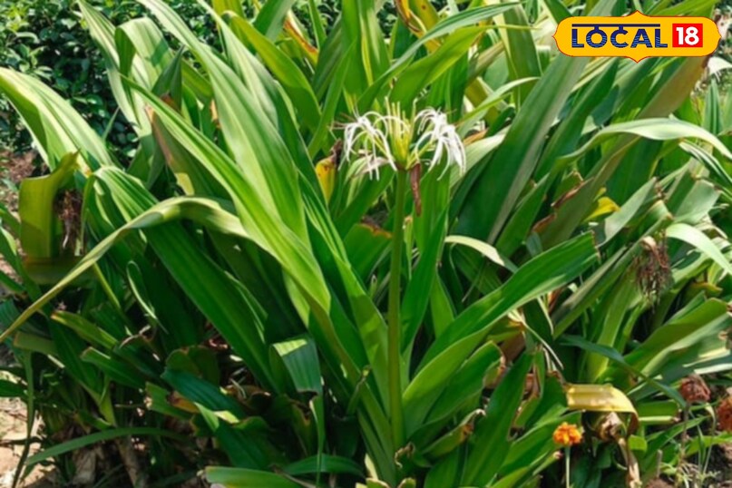 Moradabad news, hindi news, local news, up news, मुरादाबाद समाचार, हिंदी समाचार, लोकल समाचार, यूपी समाचार।