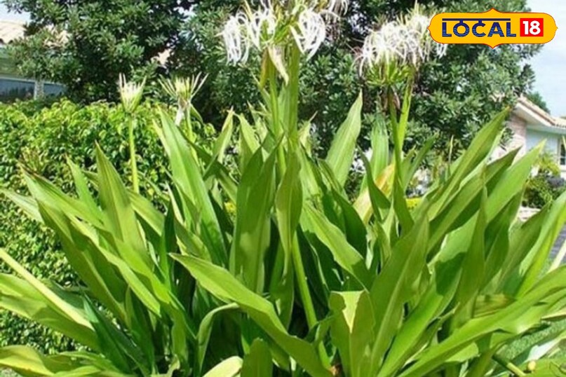 Moradabad news, hindi news, local news, up news, मुरादाबाद समाचार, हिंदी समाचार, लोकल समाचार, यूपी समाचार।