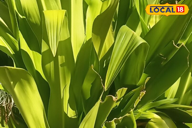 Moradabad news, hindi news, local news, up news, मुरादाबाद समाचार, हिंदी समाचार, लोकल समाचार, यूपी समाचार।