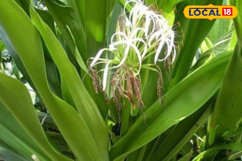 Moradabad news, hindi news, local news, up news, मुरादाबाद समाचार, हिंदी समाचार, लोकल समाचार, यूपी समाचार।