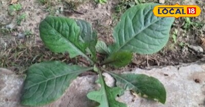 कुकरौंधा का पौधा.