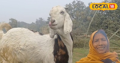 ये कोई आम बकरी नहीं लंबे कान, तगड़ा शरीर और बच्चा एक साल में ही 40 हजार का