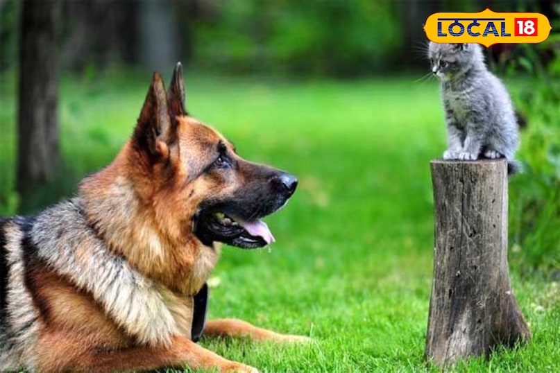 हेल्थ टिप्स 