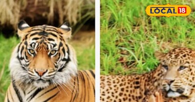 पहाड़ों पर बाघ 