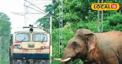 Rail services affected due to elephant movement, many MEMU and passenger trains