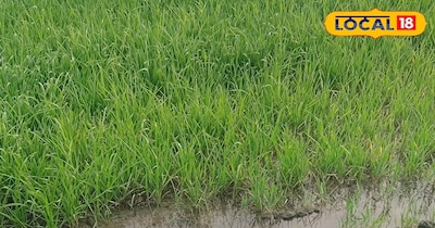 मंझावली के किसान परेशान, गेहूं फसल खतरे में.