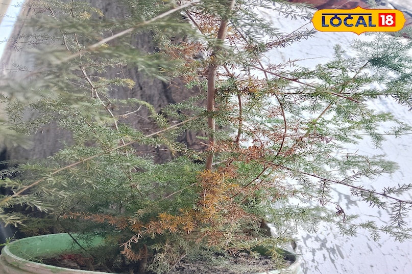 how to identify jhijhirkadi 