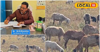 तेज सर्दी के मौसम में भेड़-बकरियों की देखभाल जरूरी