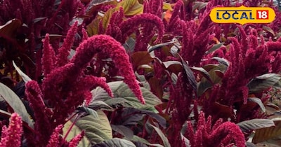 इस तकनीक से करें खेती