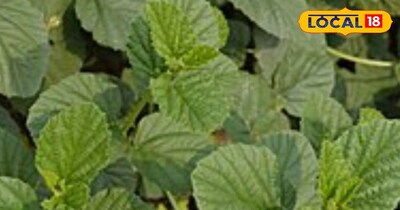 कई बीमारियों में है रामबाण