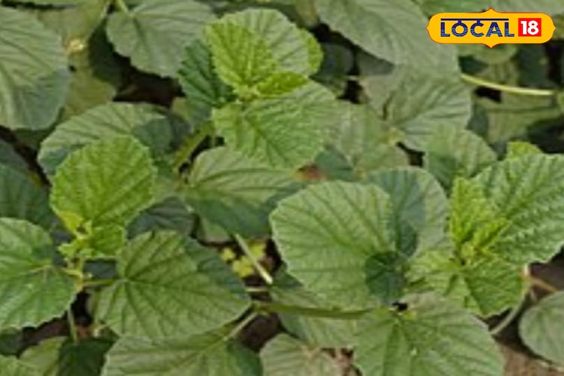 बाकूची का पौधा बाकूची का पौधा