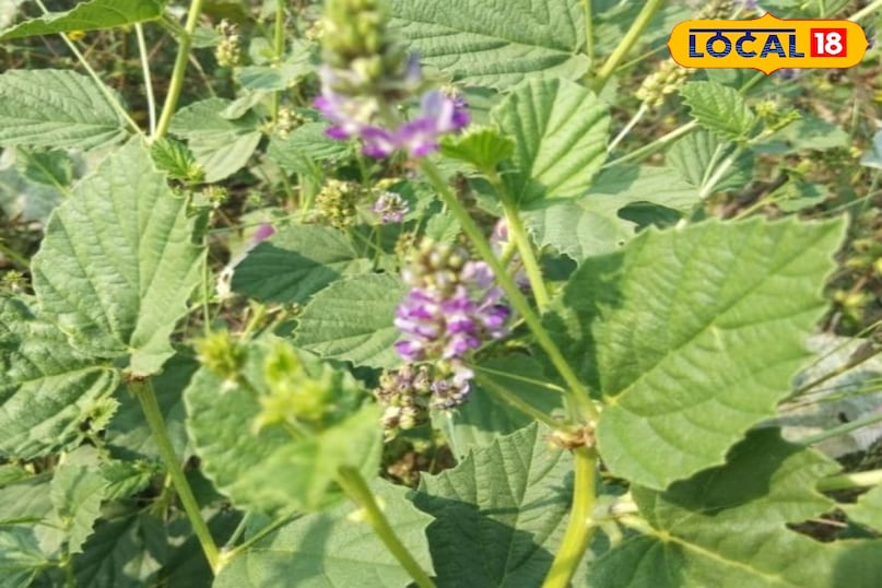 बाकूची का पौधा बाकूची का पौधा