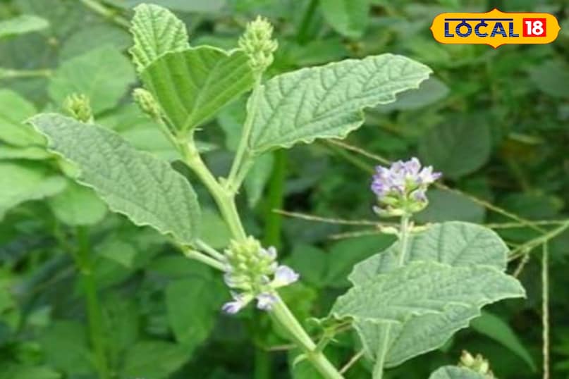 बाकूची का पौधा बाकूची का पौधा