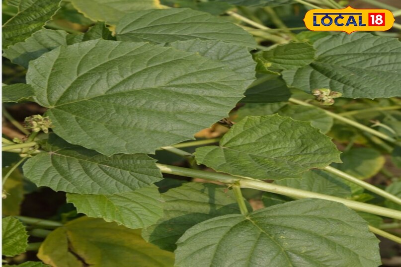 बाकूची का पौधा बाकूची का पौधा