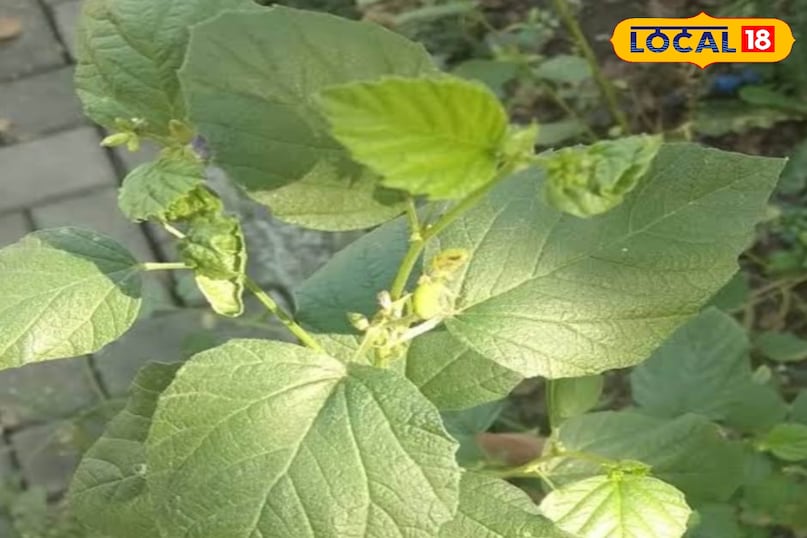 बाकूची का पौधा बाकूची का पौधा