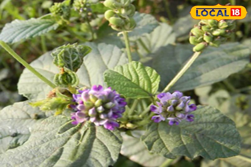 बाकूची का पौधा बाकूची का पौधा