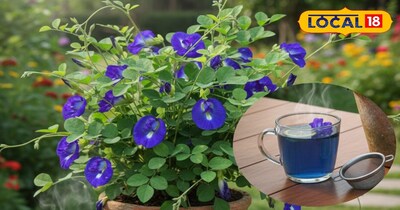 ब्लू टी के अद्भुत फायदे 