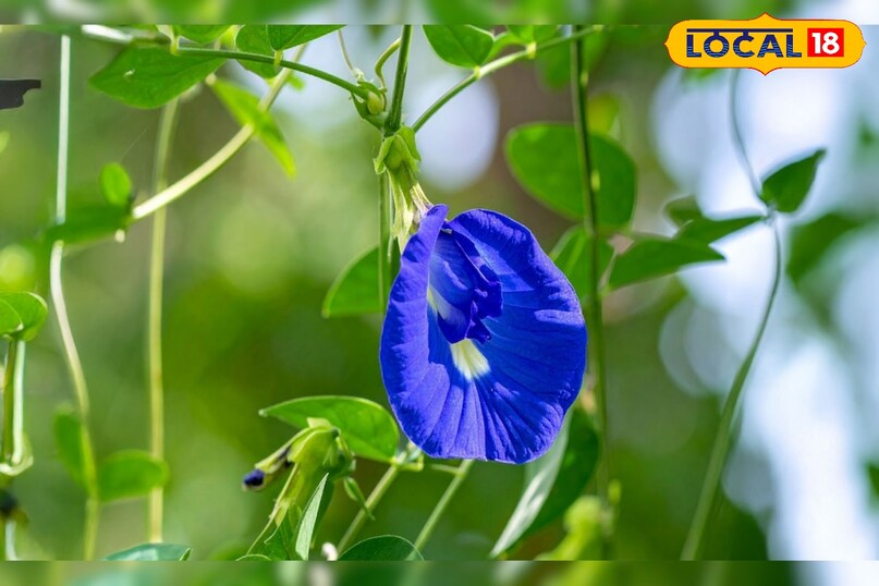 चाय या काढ़े 