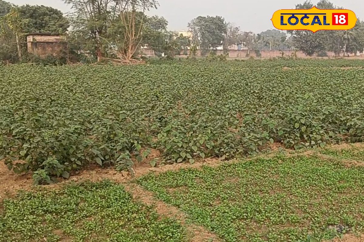 किसानों की भर जाएगी तिजोरी बस खेती में अपना लें यह ट्रिक एक्सपर्ट से जानें सबकुछ